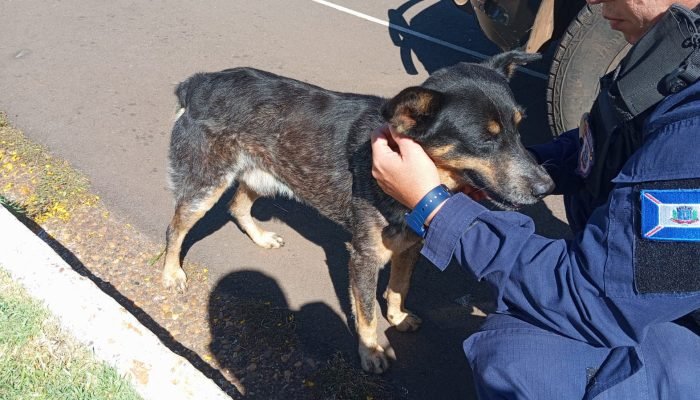 Cachorro recolhido no Horto Florestal — Foto: Logo