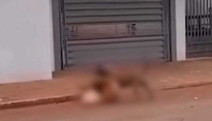 Pit bull escapa e ataca cão no Coophasul, em Campo Grande
