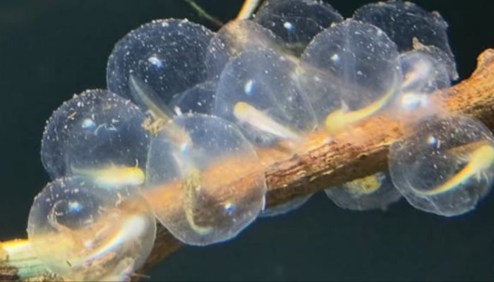 axolote