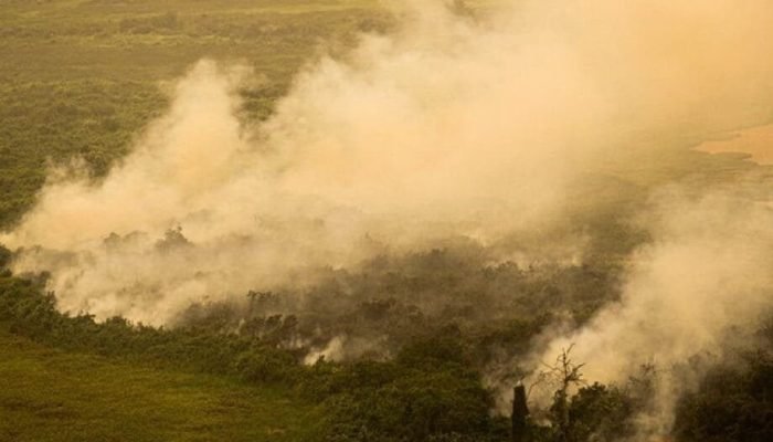 Fazendeiros são multados em R$725 milhões por danos ambientais ao Pantanal - Foto: Joédson Alves/Agência Brasil