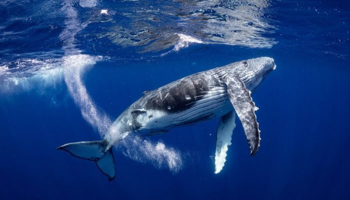Foto: 1 de 1 Uma seleção variada de baleias jubarte capturadas nas águas selvage