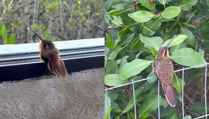 Foto: 1 de 1 Fotos coloridas de beija-flor filhote e adulto - Foto: Reprodução/I