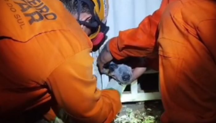 Cachorro com cabeça presa no portão é salvo por bombeiros — Foto: Divulgação, Co