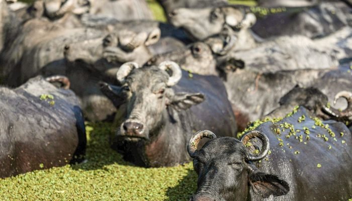 Ilha de Marajó busca inovação com centro de estudos do búfalo e valorização da cultura local