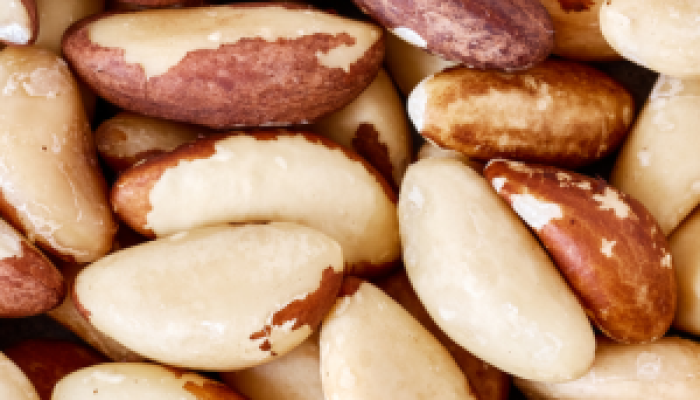 Brasil Abre Mercado para Exportação de Castanha-do-Brasil à Turquia