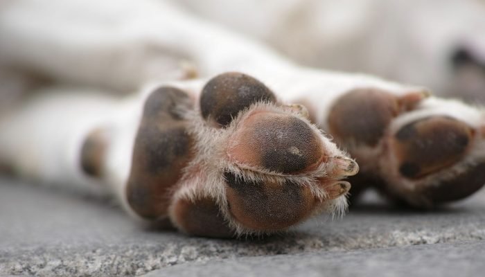 cachorro-eutanasia-doente-cao