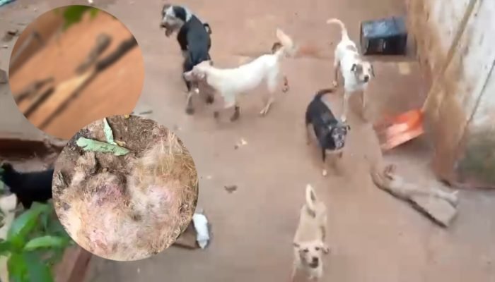 Animais abandonados no bairro Aero Rancho — Foto: Fala Povo Midiamax