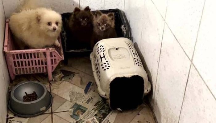 caes-resgatados-de-maus-tratos-piraquara