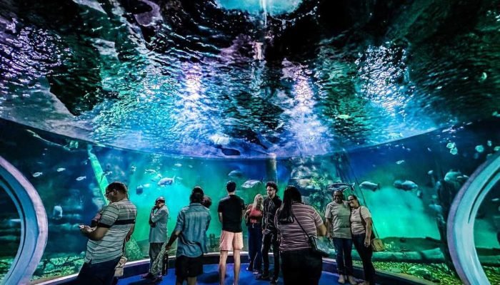 Bioparque Pantanal: Pureza das Nascentes Viabiliza Maior Aquário de Água Doce do Mundo Bioparque Pantanal: Pureza das Nascentes Viabiliza Maior Aquário de Água Doce do Mundo