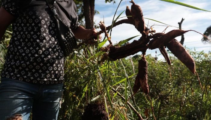 Furto de mandioca no Jardim Noroeste — Foto: Furto de mandioca no Jardim Noroest