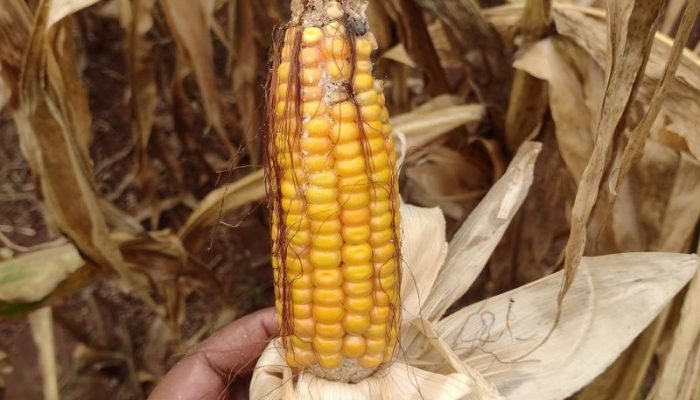 Dívidas agrícolas: Deodápolis e Naviraí entram em portaria de renegociação