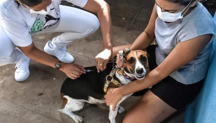 Cão recebendo vacina de profissional de saúde.