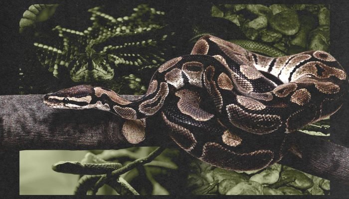 Foto: 1 de 1 arte com cobra - Foto: Metrópoles/Otavio Brito
