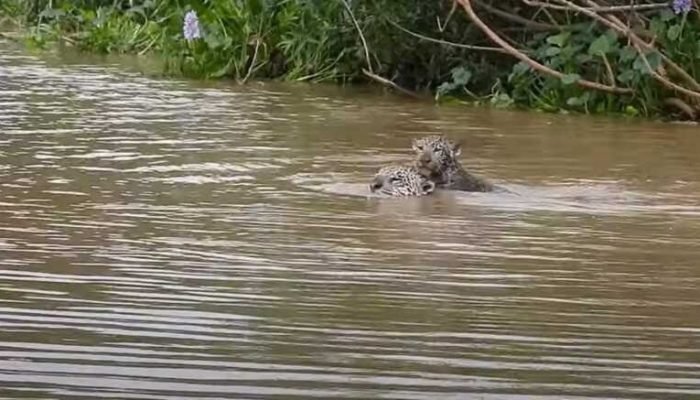 Mãe onça e filhote   (Foto: Reprodução)