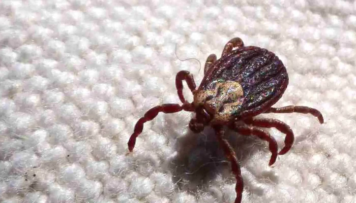 Febre maculosa causa mais duas mortes no interior de São Paulo