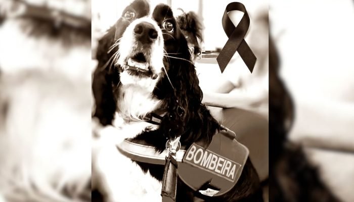 Maggie, era Springer Spaniel. (Reprodução, Corpo de Bombeiros) — Foto: Maggie, e