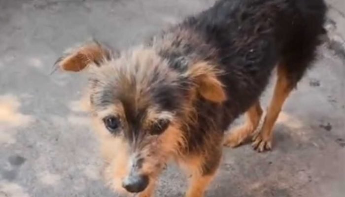 Cão é sacrificado após suspeita de abuso em Nova Andradina