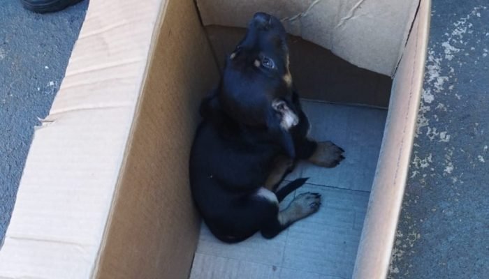 Cachorrinha resgatada pelo Corpo de Bombeiros Militar — Foto: Imagem: Divulgação