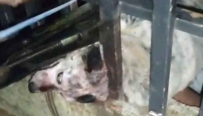 Ataque de Pitbull Choca Moradores em Nova Andradina