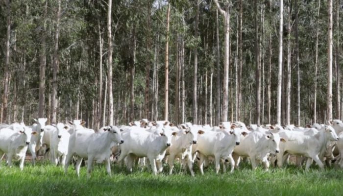 Produtores Rurais de MS Têm Até 1º de Dezembro Para Declarar Rebanhos
