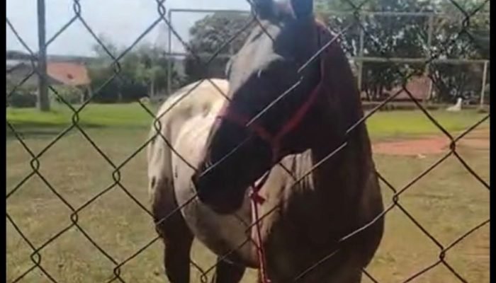 Morador denuncia cavalo amarrado ao sol e sem água em Nova Andradina