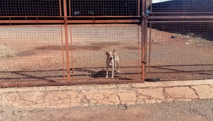 Foto: Imagem: Divulgação / CCZ