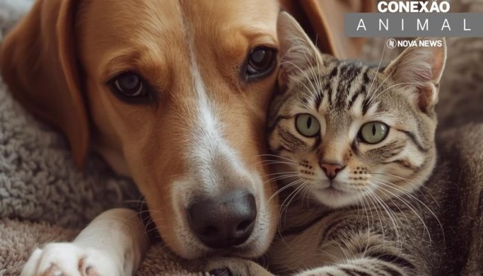 Conexão Animal: conheça os PETs disponíveis para adoção responsável em Nova Andr