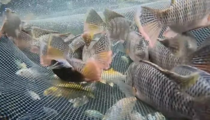 ICMBio Identifica Tilápia Invasora em Unidades de Conservação