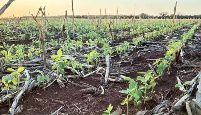 MS tem 20% das lavouras de soja em condição abaixo do esperado