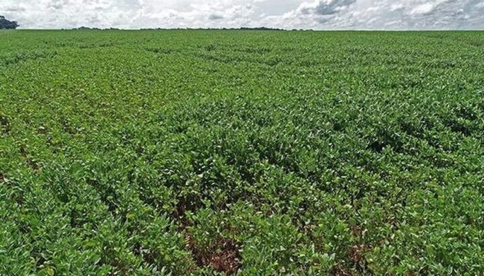 Clima muda cenário e regiões de MS enfrentam pragas distintas na soja
