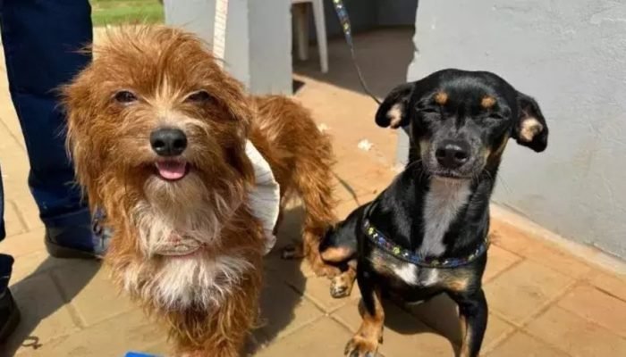 Foto: Imagem: Divulgação/Reprodução CG News