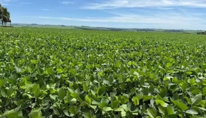 Lavoura de soja em Mato Grosso do Sul. — Foto: Lavoura de soja desenvolvida em M