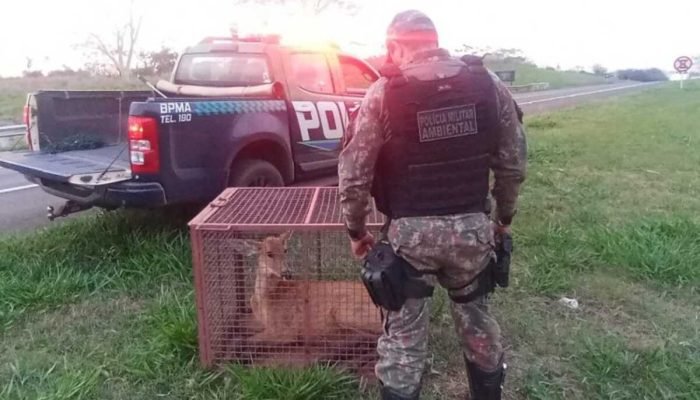 Cervo fêmea adulta é resgatado na MS-480 após atropelamento