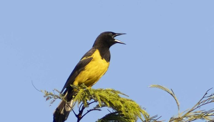 chupim-do-brejo-pseudoleistes-guirahuro.jpg