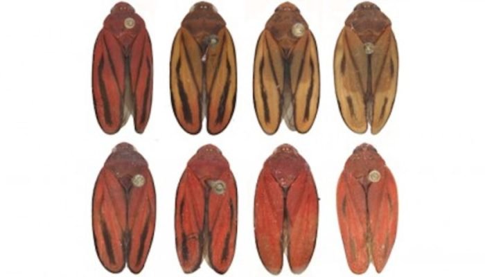 Nova praga da cana é identificada, abrindo caminho para estratégias de controle mais eficazes