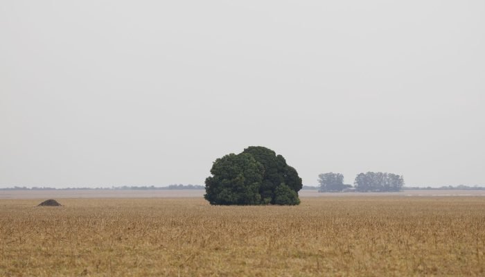 Fronteira Cerrado: o agronegócio entre desenvolvimento e destruição