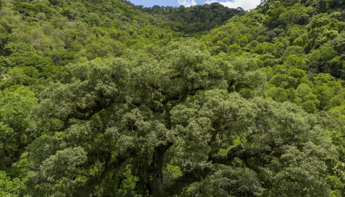 Mata Atlântica perde 2,4 milhões de hectares em 40 anos