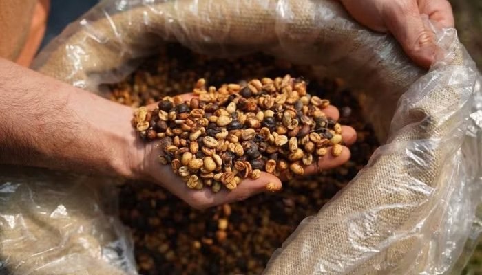 Grãos de café especial — Foto: Stephanie Rodrigues / g1