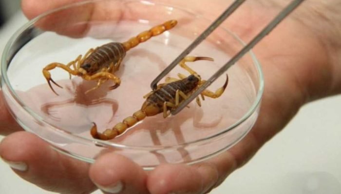 Pesquisador manipulando escorpiões amarelos com pinça em laboratório.