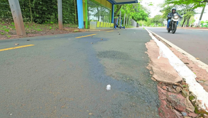 Fatalidade no Parque dos Poderes leva Imasul a implementar manejo emergencial de árvores