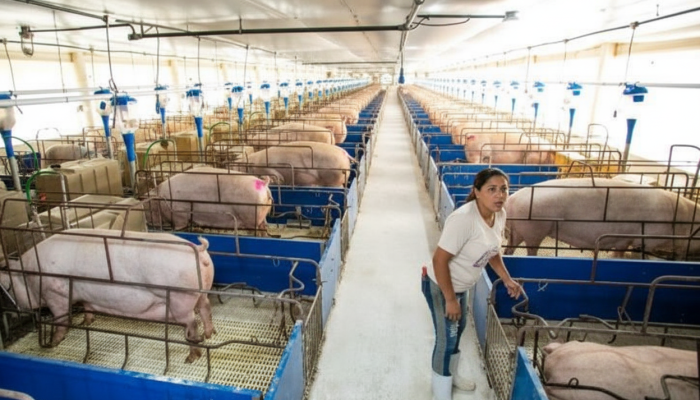 Suinocultura cresce, mas enfrenta escassez de mão de obra especializada