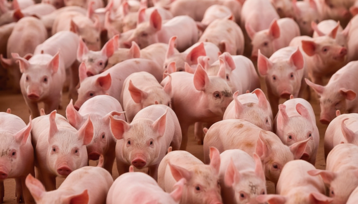 Suinocultura investe em estratégias para atrair e qualificar mão de obra rural