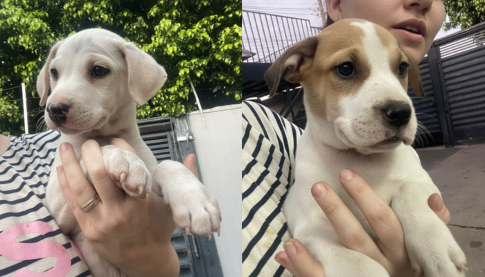 Gatinhos e cachorrinhos em busca de lar na feira de adoção deste sábado