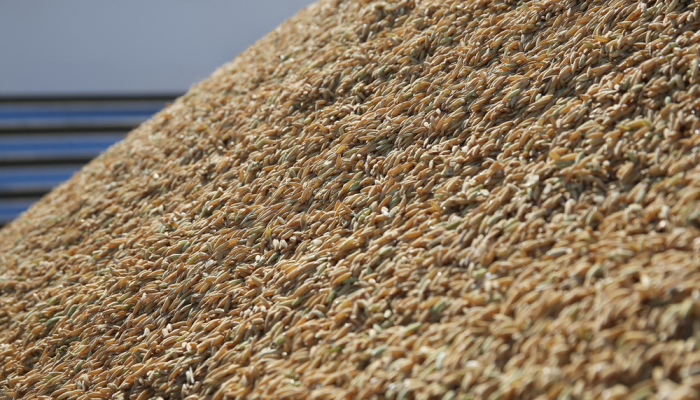 Tradings compram arroz em casca a R$ 62 e dão andamento ao escoamento da safra passada