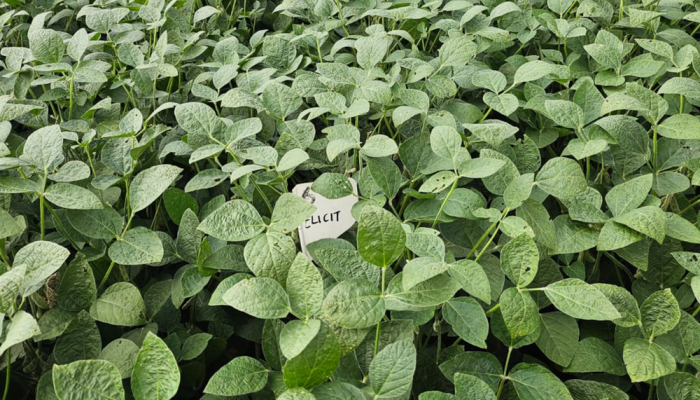 Tecnologia contra estresse abiótico aumenta produção de soja em até cinco sacas por hectare