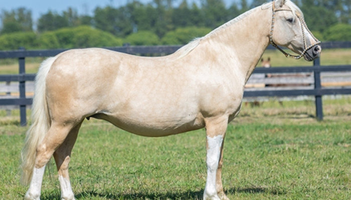 Mancha Crioula reúne genética selecionada em leilão