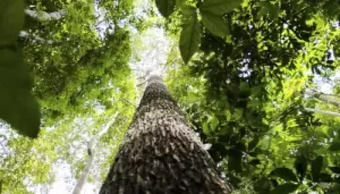 Governo avalia criar decreto de licenciamento ambiental