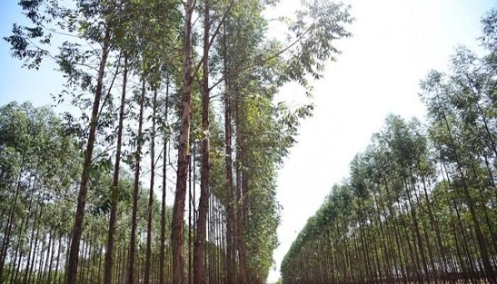 Foto: Foto: Divulgação/Famasul