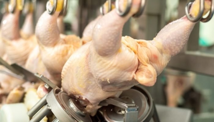 frango