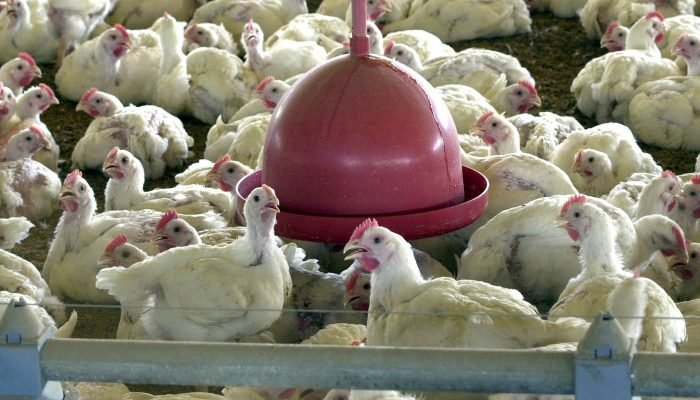 China revoga proibição e retoma importação de frango brasileiro